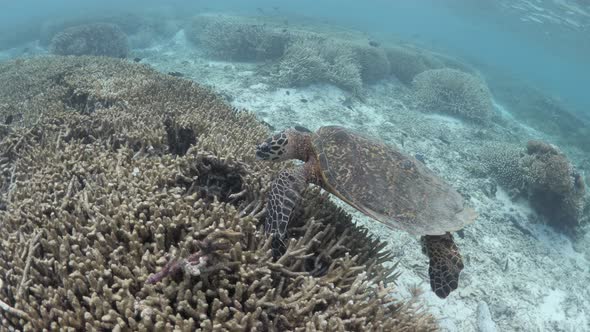 A Hawksbill turtle crunches through a reef feeding on the Staghorn coral in the shallow waters of a