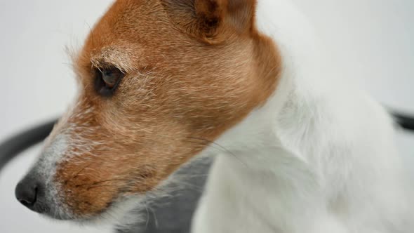 Dog Portrait Close Up