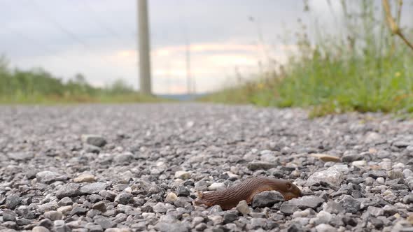 A brown slug  creeps from the left side over a gravel road and exits on the right side, close up sho