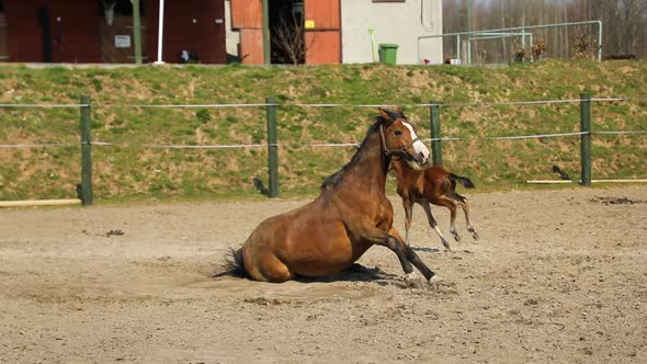 The foal have fun on the meadow in spring