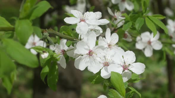 White Sakura