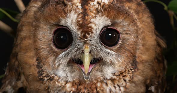 Eurasian Tawny Owl, strix aluco, Portrait of Adult, Normandy, Real Time 4K