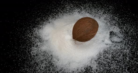 Coconut, cocos nucifera, Fruit and Powder Exploding against Black Background, slow motion 4K