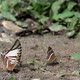 Butterfly On Ground. - VideoHive Item for Sale