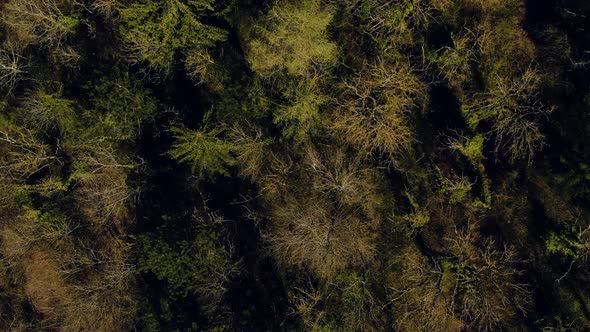 Top view of the Trees