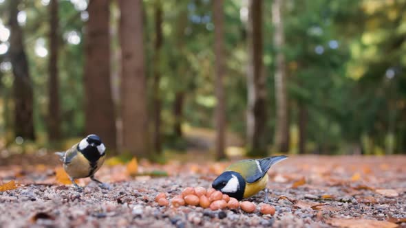 Two great tit birds pick seeds from ground and fly off, slomo close-up