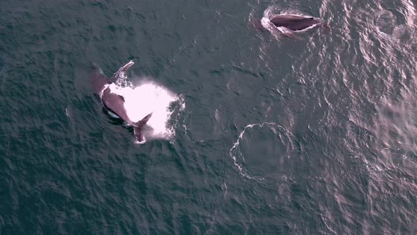 Aerial footage of two whales migrating through dunsborough Western Australia captured from a drone