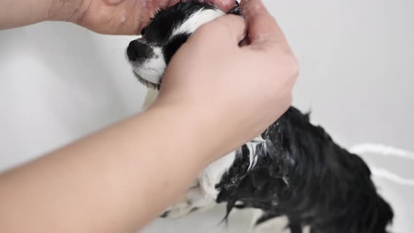 The Owner Bathes the Cute Little Chihuahua Dog in the Tub After Taking a Bath in the Tub