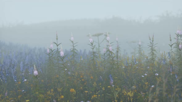 Wild Field Flowers in Deep Fog