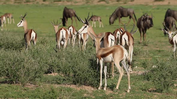 Springbok Antelopes In Natural Habitat - Kalahari