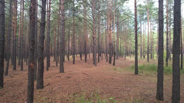 Sunny Pine Forest