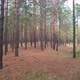 Sunny Pine Forest - VideoHive Item for Sale