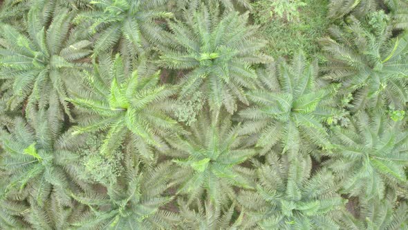 Aerial view, top down of a large palm oil plantation in Ecuador, South America