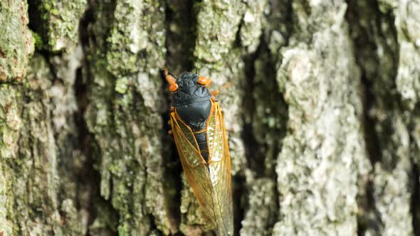 Cicadas climb trees in the forest looking for mates