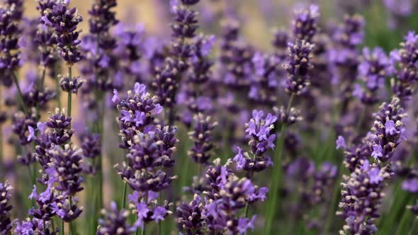 Lavender flowers in a lavender field. Close-up. Slow motion. Selective focus.