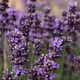 Lavender flowers in a lavender field. Close-up. Slow motion. Selective focus. - VideoHive Item for Sale