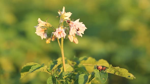 Flowers Of Potato And Colorado