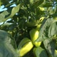 Young green bell peppers growing on a branch. Fresh organic vegetables - VideoHive Item for Sale