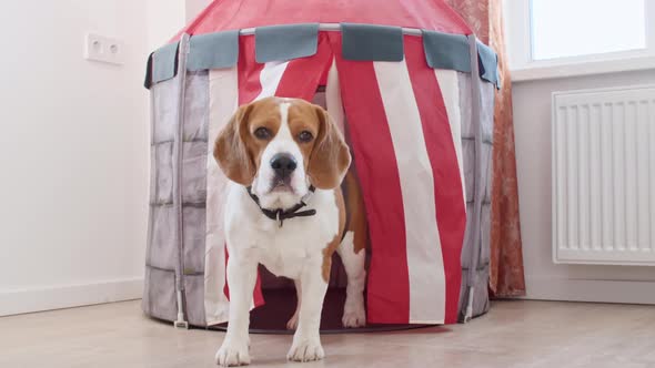 Dog Beagle Play He Game with Owner and are Running Towards the Camera Slow Motion