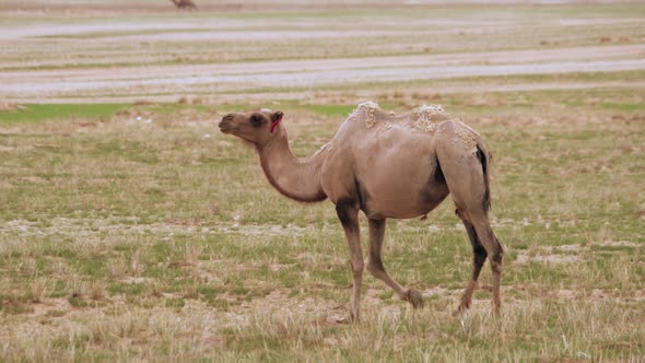 Alone Lonely Wild Camel Free-Roaming Freely in Barren Steppes of Central Asia