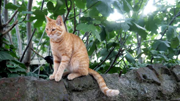 Cute Redhead Cat Sitting on a Stone and Looking Into the Camera