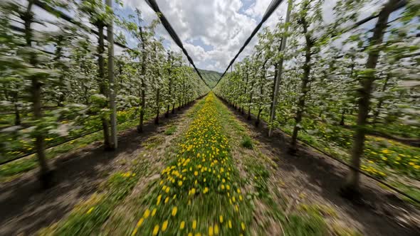 FPV Sport Drone Shot Agricultural Apple Farm Blossom Trees Yellow Dandelion Flowers Tunnel