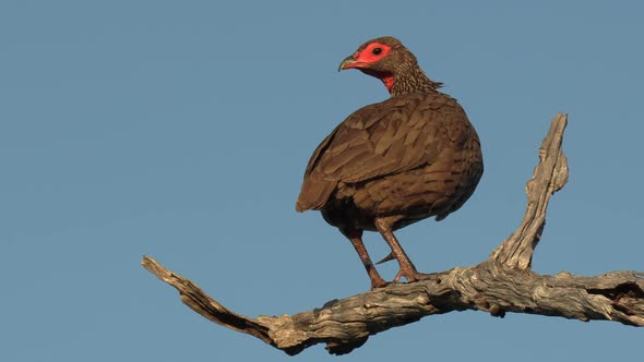 A Swainson Spurfowl sits perched on a branch against a blue sky.