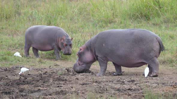 Sleepy hippos in Pilanesberg Game Reserve