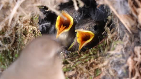 Hungry Eurasian Wren Chicks On Bird's Nest Feed By Their Mother. - close up