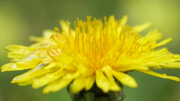 Dandelion