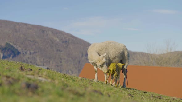 Newborn lamb covered in amniotic fluid gets nurtured by ewe after birth