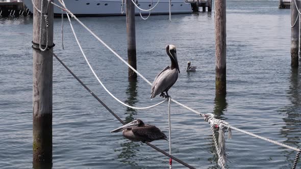 Pelicans On The Ropes At Marina Motion Footage