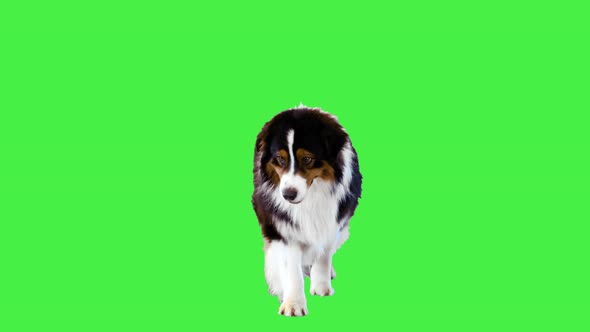 Australian Shepherd Dog Walking Forward on a Green Screen Chroma Key