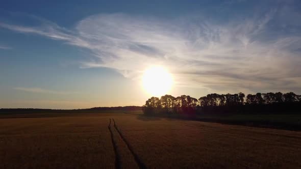 Climb over fields and woods, flight to the sun, sunset, a wonderful evening on the farm.