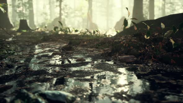 Small Creek Runs Through a Wide Valley Full of Fallen Leaves