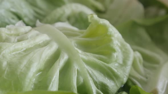 Lettuce Lactuca sativa 4K paning footage