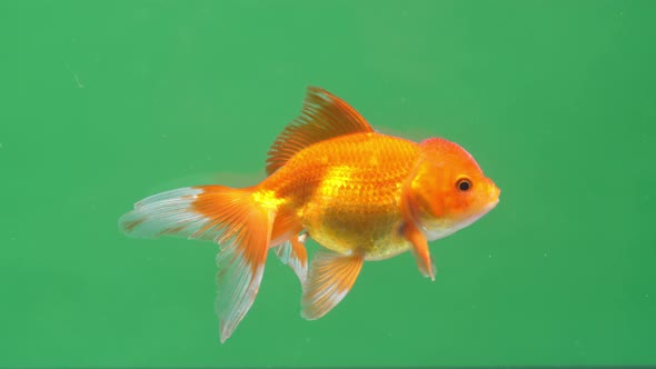 Gold Fish On Green Screen Background