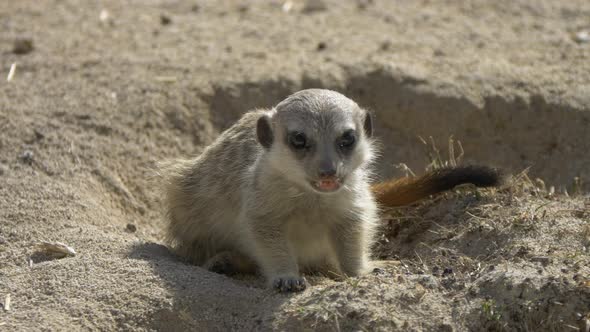 Super slow motion of wild Meerkat chewing food after hunting prey in sunlight - close up shot