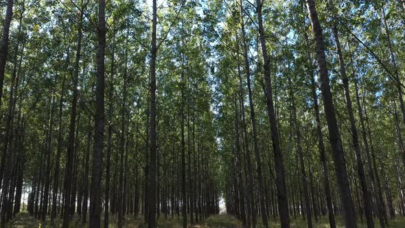 Walking in the Forest