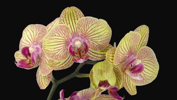 Time-lapse of opening Phalaenopsis KV Charmer orchid