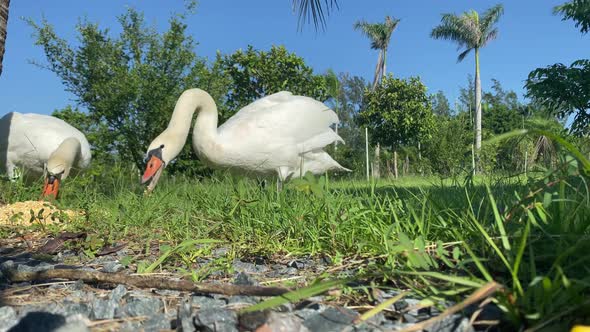 group of white swans eating and taking sun, animals birds