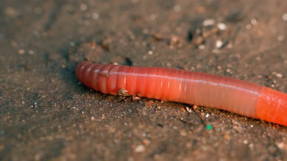 Closeup Earthworm Crawling Past the Camera