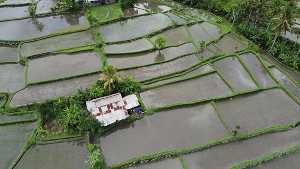 Flyover the Rice Fields in Bali Indonesia