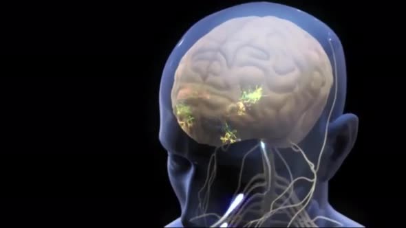 Loop Animaton Showing The Human Nervous System