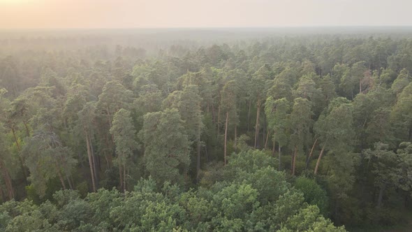 Aerial View of a Green Forest on a Summer Day