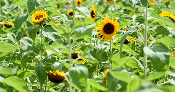 Beautiful Sunflower field farm