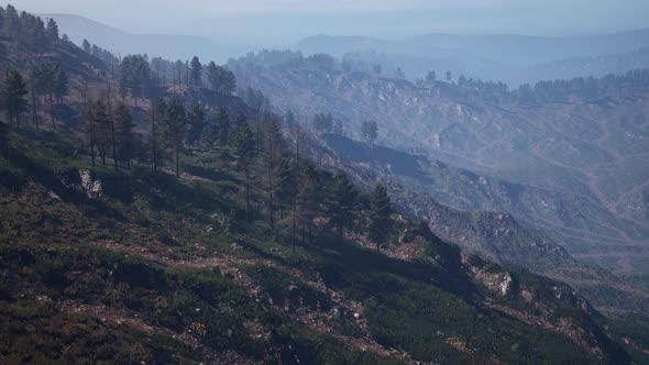 Tatras Mountains Covered By Green Pine Forests