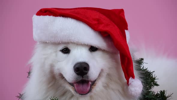 Portrait of a Samoyed Spitz Wearing a Santa Claus Hat and Tinsel Around His Neck