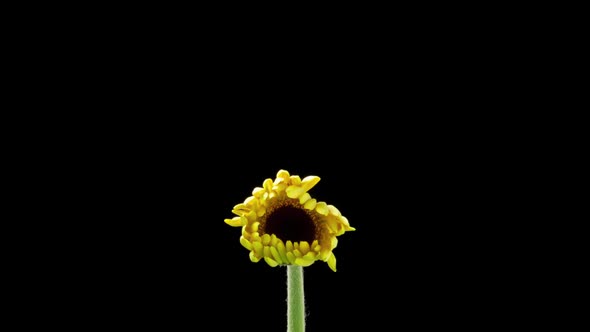 Time Lapse Of A Yellow Daisy Opening