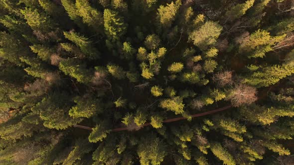 Aerial View Of Pine Forest Spruce Conifer Treetops In Åre, Sweden.